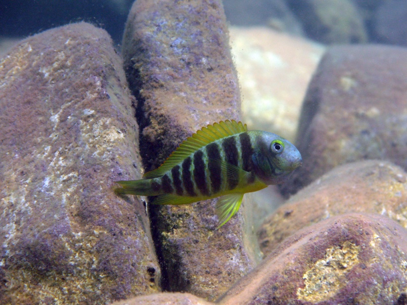 Tropheus brichardi 'Kigoma'